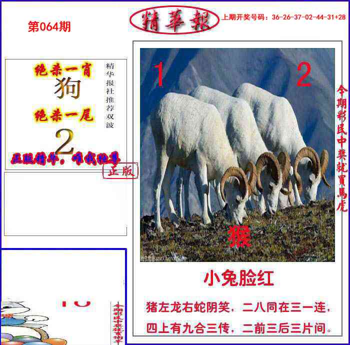 064期新精华报报[图]